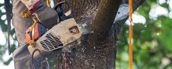 Best Tree Disease Treatment  in South Portland, ME